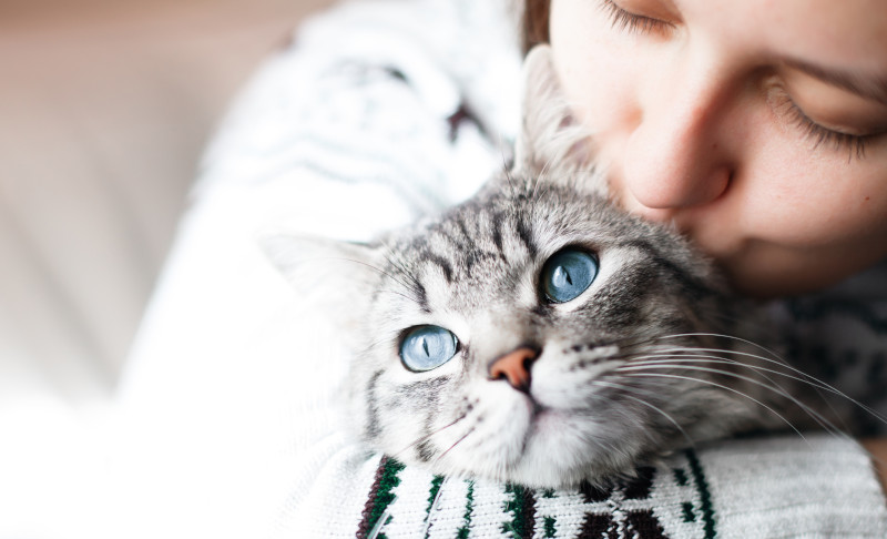 Pet Wellness Exam in Woodland, CA