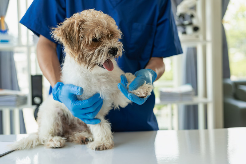 Experienced Veterinarian In Woodland CA https yolovetclinic