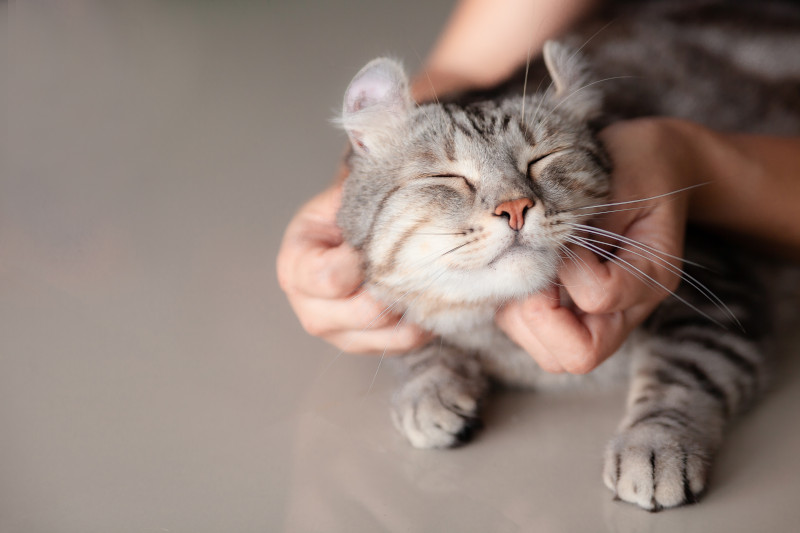 Pet Wellness Exam in Woodland, CA