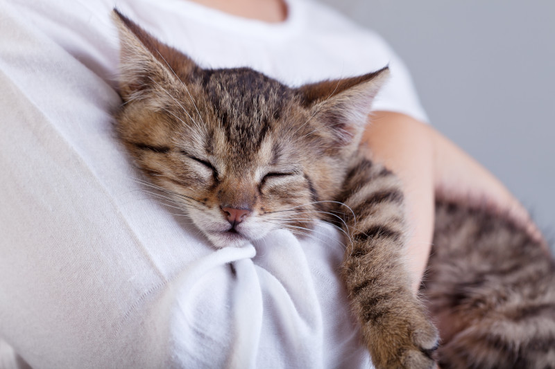 Pet Wellness Exam in Woodland, CA